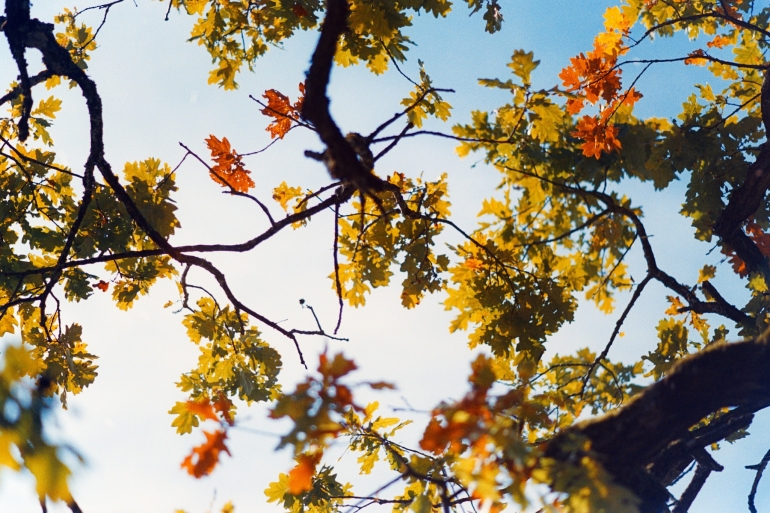 autumn leaves with blue sky behind
